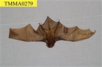 藏品(東亞長翼蝠)的圖片